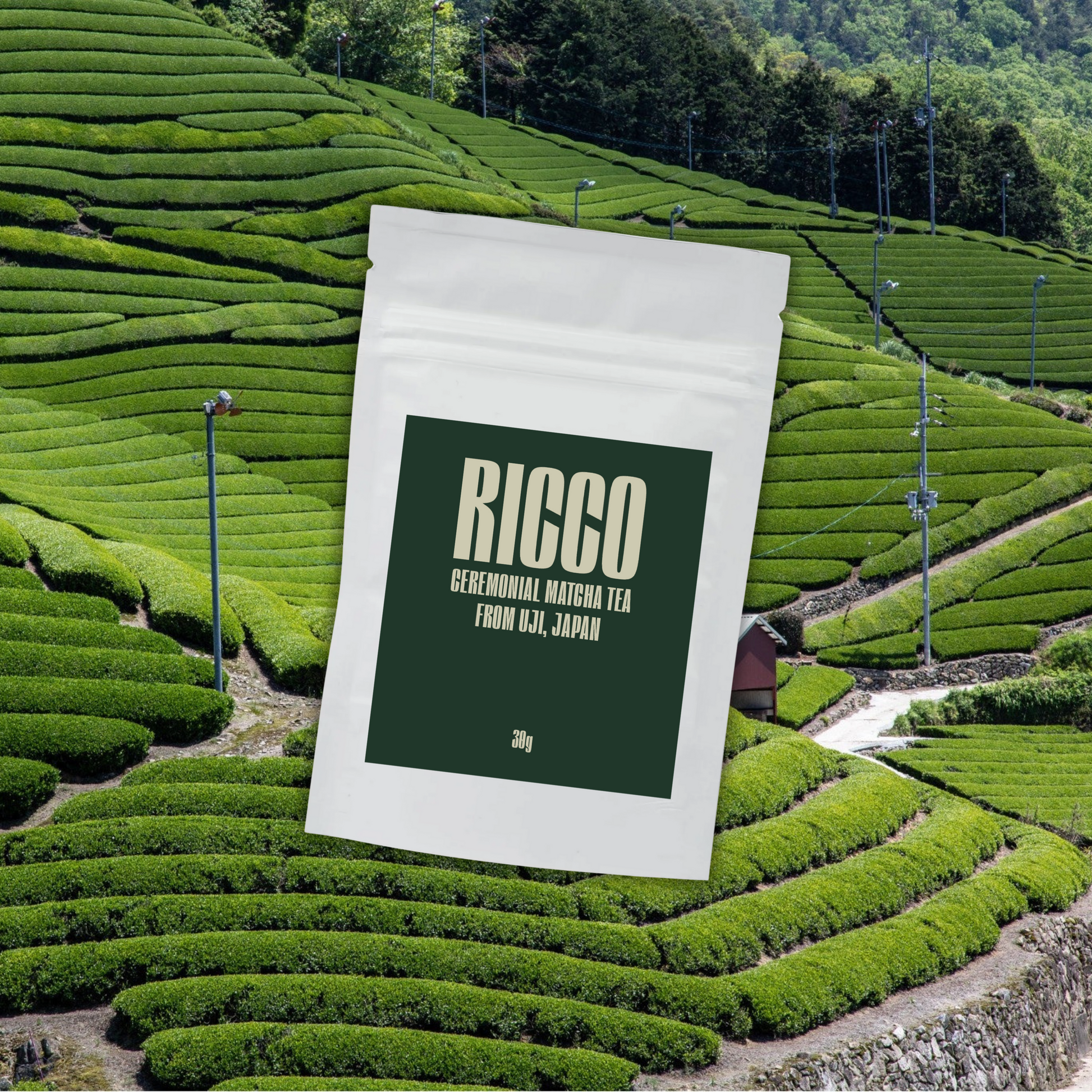 Matcha en polvo RICCO